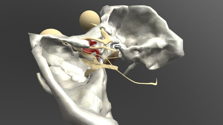 Cavernous Sinus Scene Exposed 3D Model