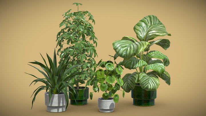 Indoor Plants Pack 50 3D Model