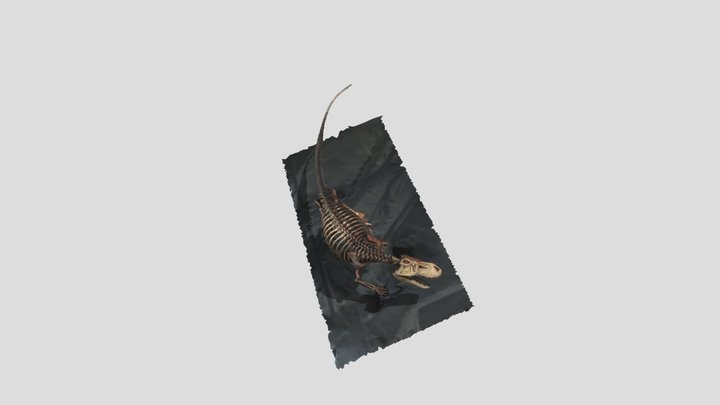 Prestosuchus 3D Model