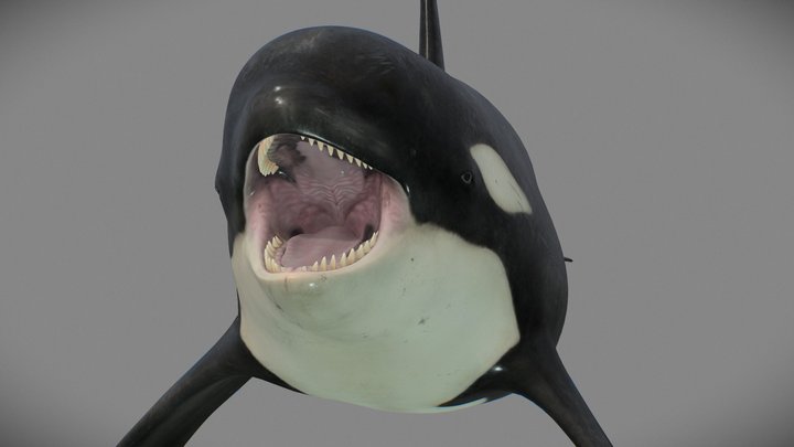Killer whale (Orcinus orca) 3D Model