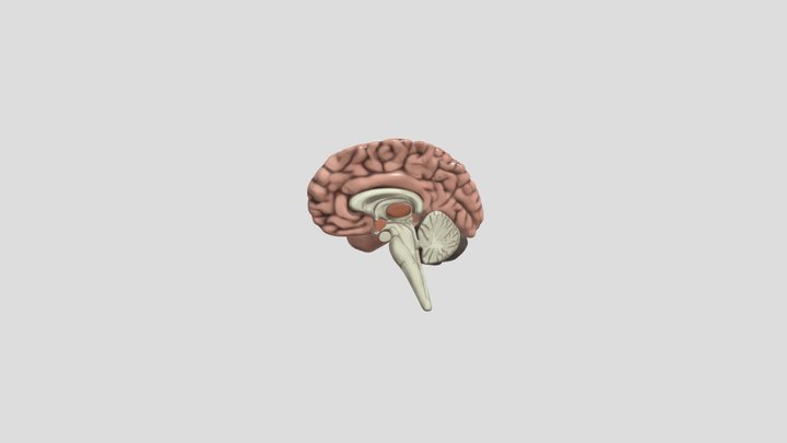 Bagian-bagian Otak Manusia 3D Model