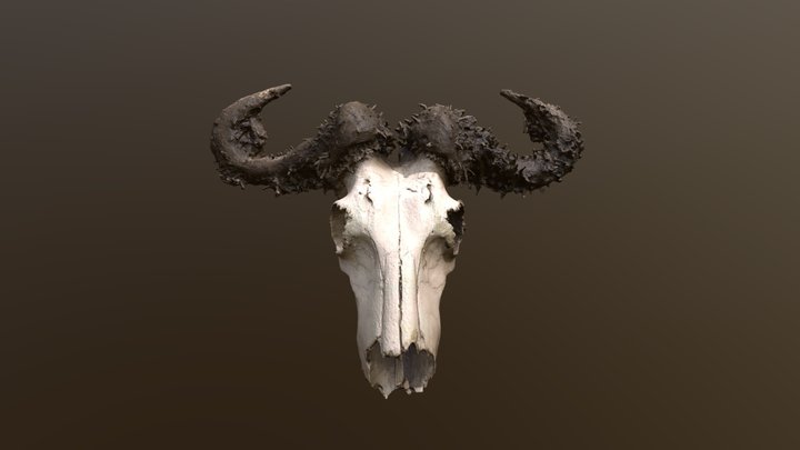 African buffalo skull, Kenya 3D Model