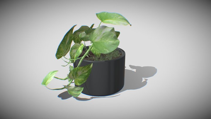 Pothos Plant 3D Model