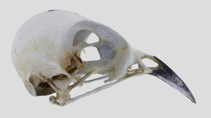 UWYMV:Bird:5883, Passerina cyanea, Crania – Gratis 3D-model STL