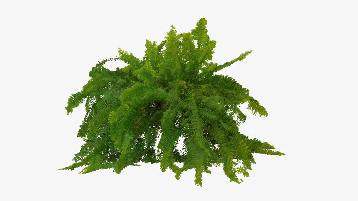 Polystichum acrostichoides I 3D Model