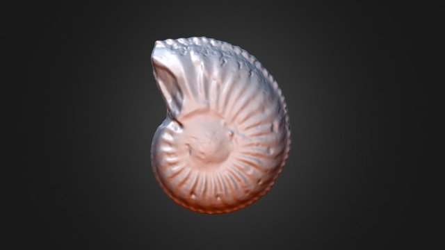 Amaltheus margaritatus 3D Model