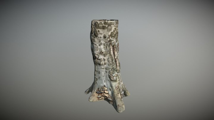 3D Scanned Tree 01 | AirKlisa 3D Model
