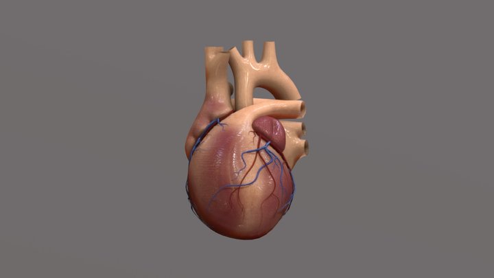 3D Heart Textured 3D Model