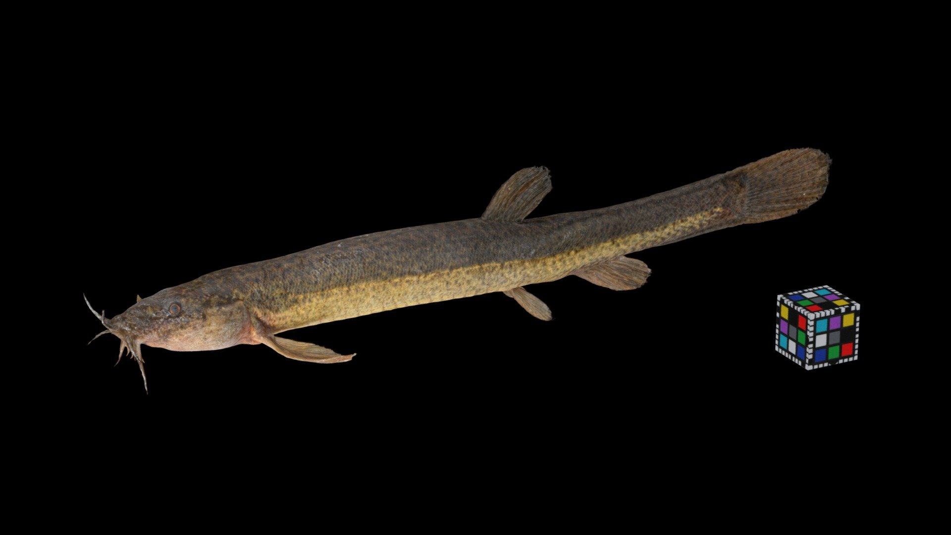 キタドジョウ ♀ Japanese Northern Loach, Misgurnus sp.
