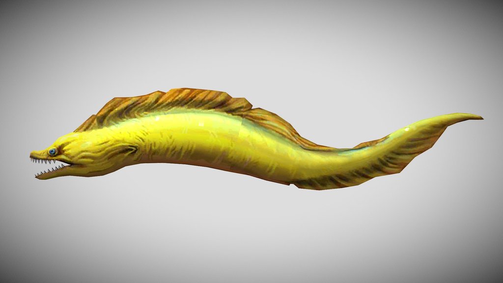 HSW Moray Eel