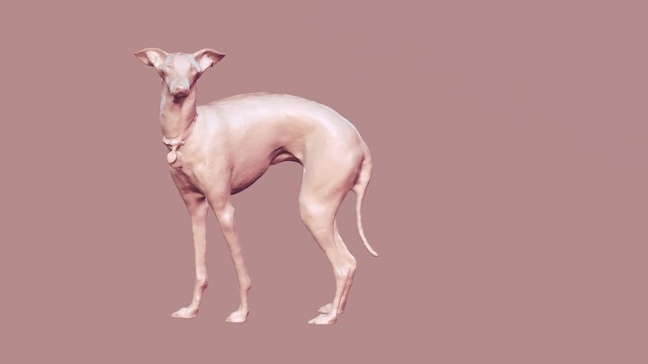 Italian Greyhound Roo 3D Model