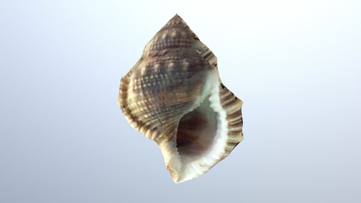 赤蛙螺Bufonaria rana 3D Model