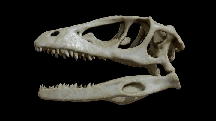 Dinosaur Skull – Modello 3D gratuito STL
