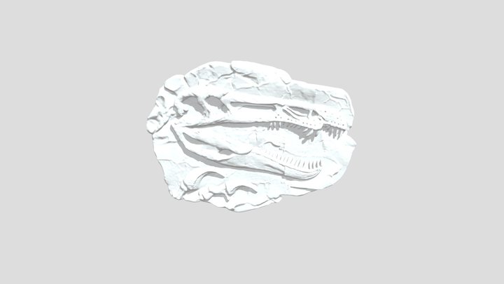 Baryonyx Fossil Skull and claw 3D Model