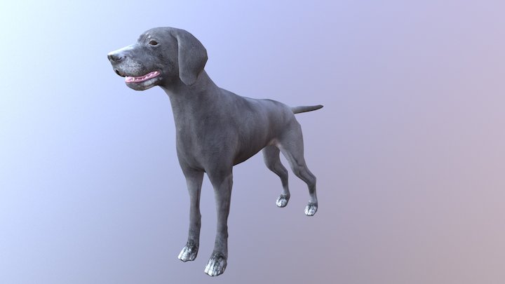 Acupresión canina 3D Model