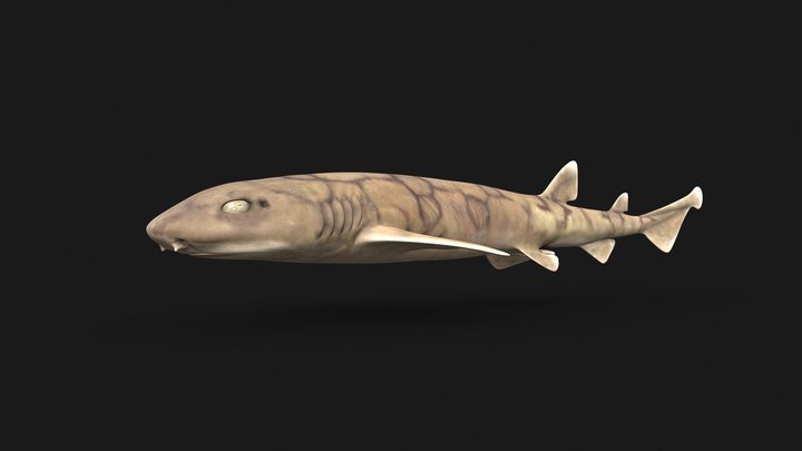 Chain Catshark (Scyliorhinus retife) - Male 3D Model