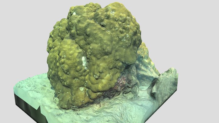 Porites lutea – Free 3D Model STL