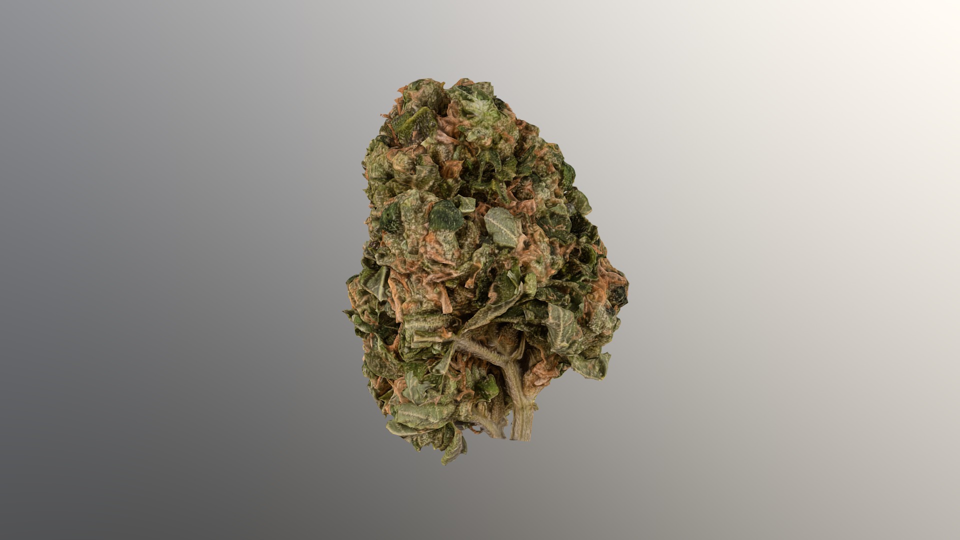 3D model Marijuana Flower 3 - This is a 3D model of the Marijuana Flower 3. The 3D model is about a plant with green leaves.