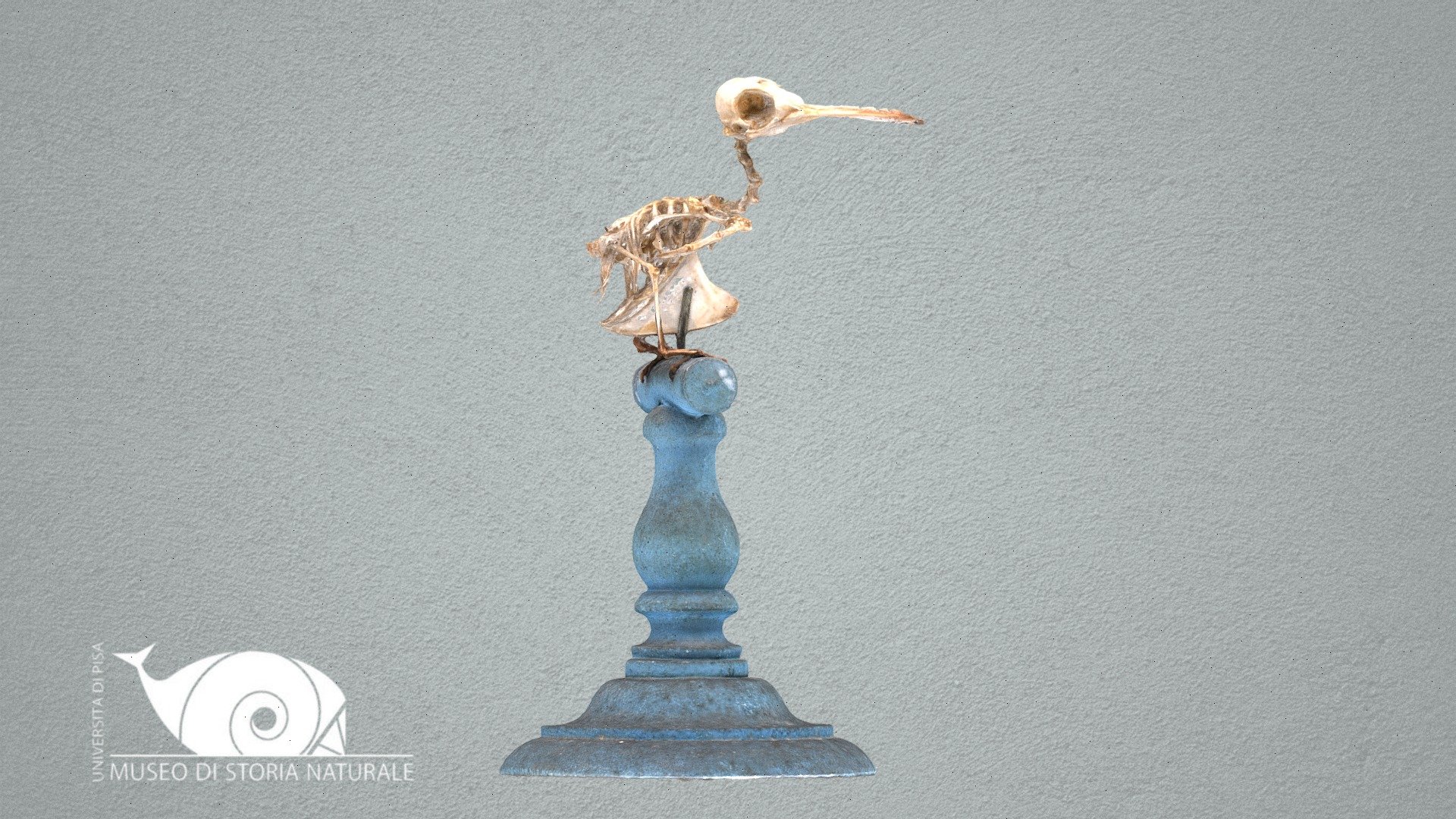 Ruby-topaz hummingbird - 3D model by Natural History Museum, University ...
