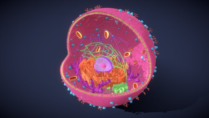 3D Cell Model 3D Model