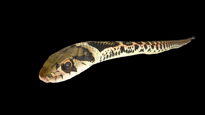 CC0 ヤマカガシ 🐍 Tiger Keelback Snake, R. tigrinus