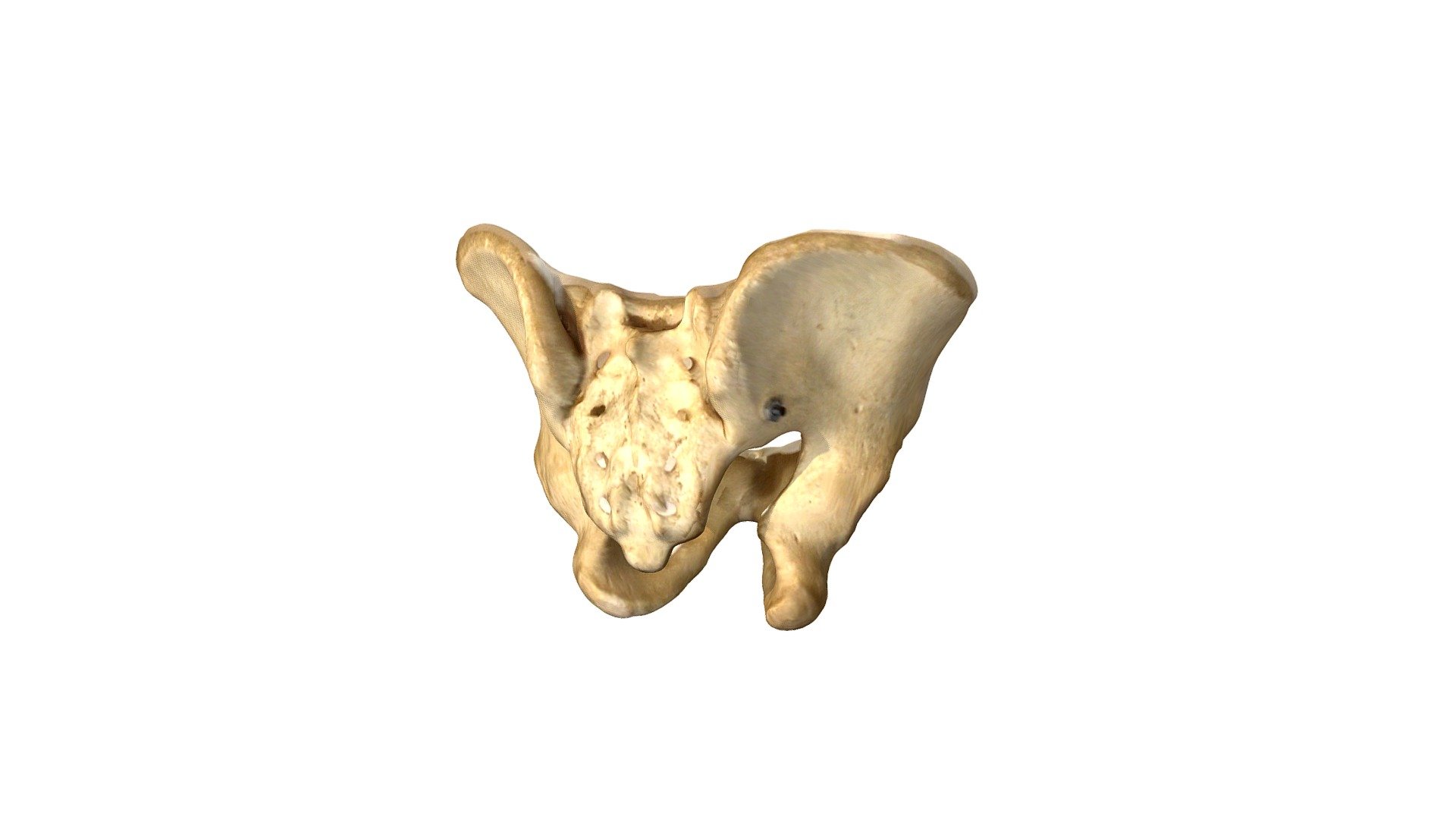 Human Pelvis