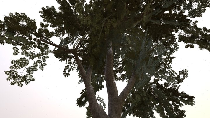 Mountain-ash 3D Model