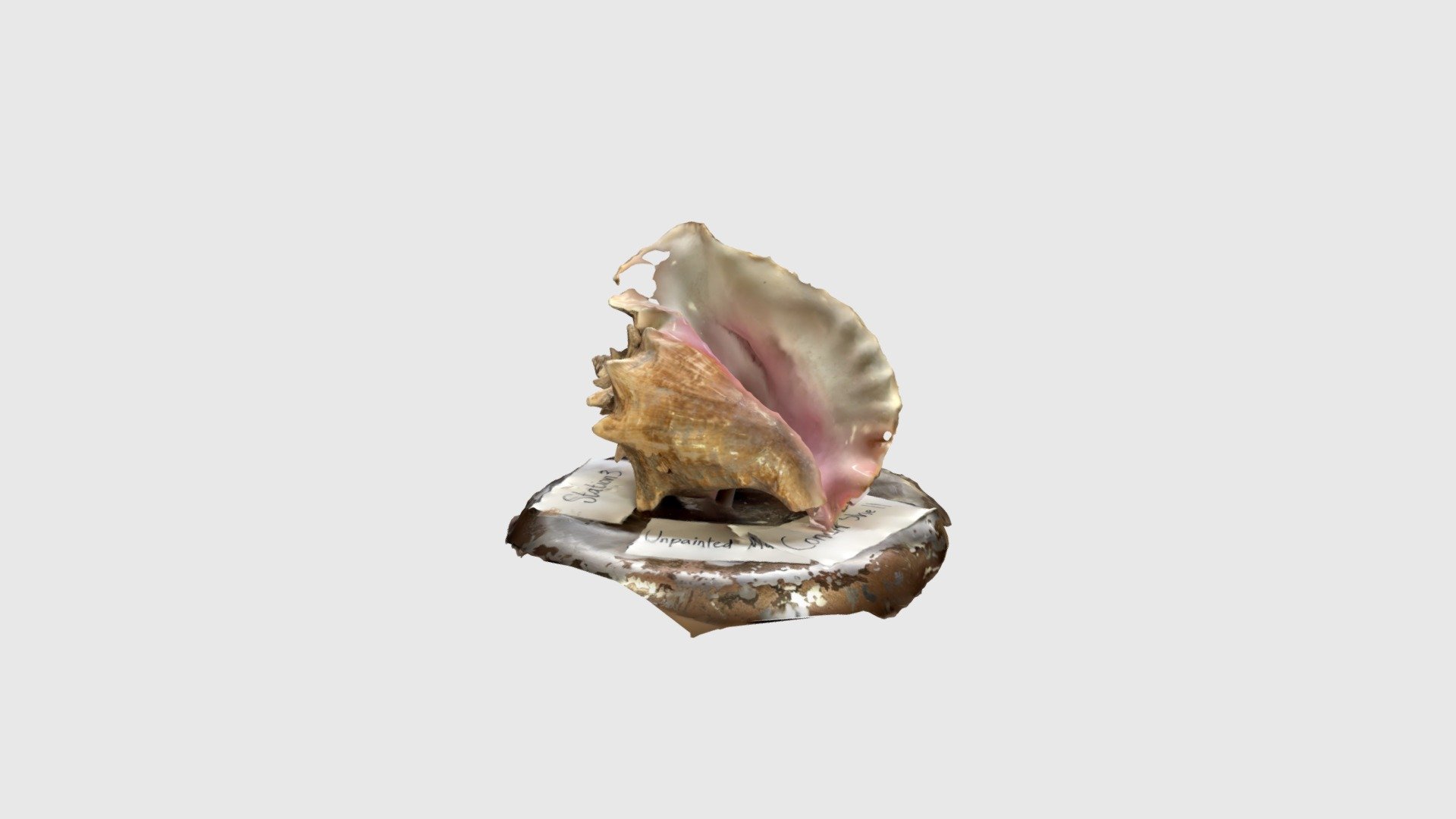 Conch Shell 2 - Download Free 3D model by coolishwizard [179c0d2 ...