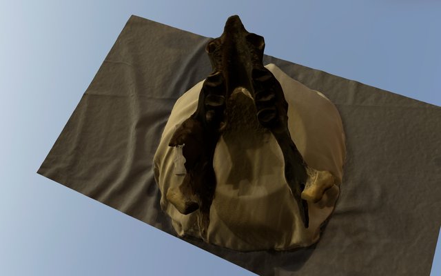 HN Sloth Mandibule 2015 3D Model