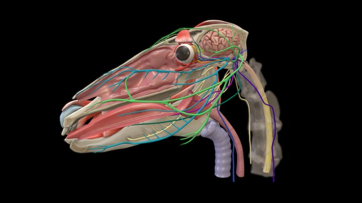 Equine Cranial Nerves Model Part II 3D Model