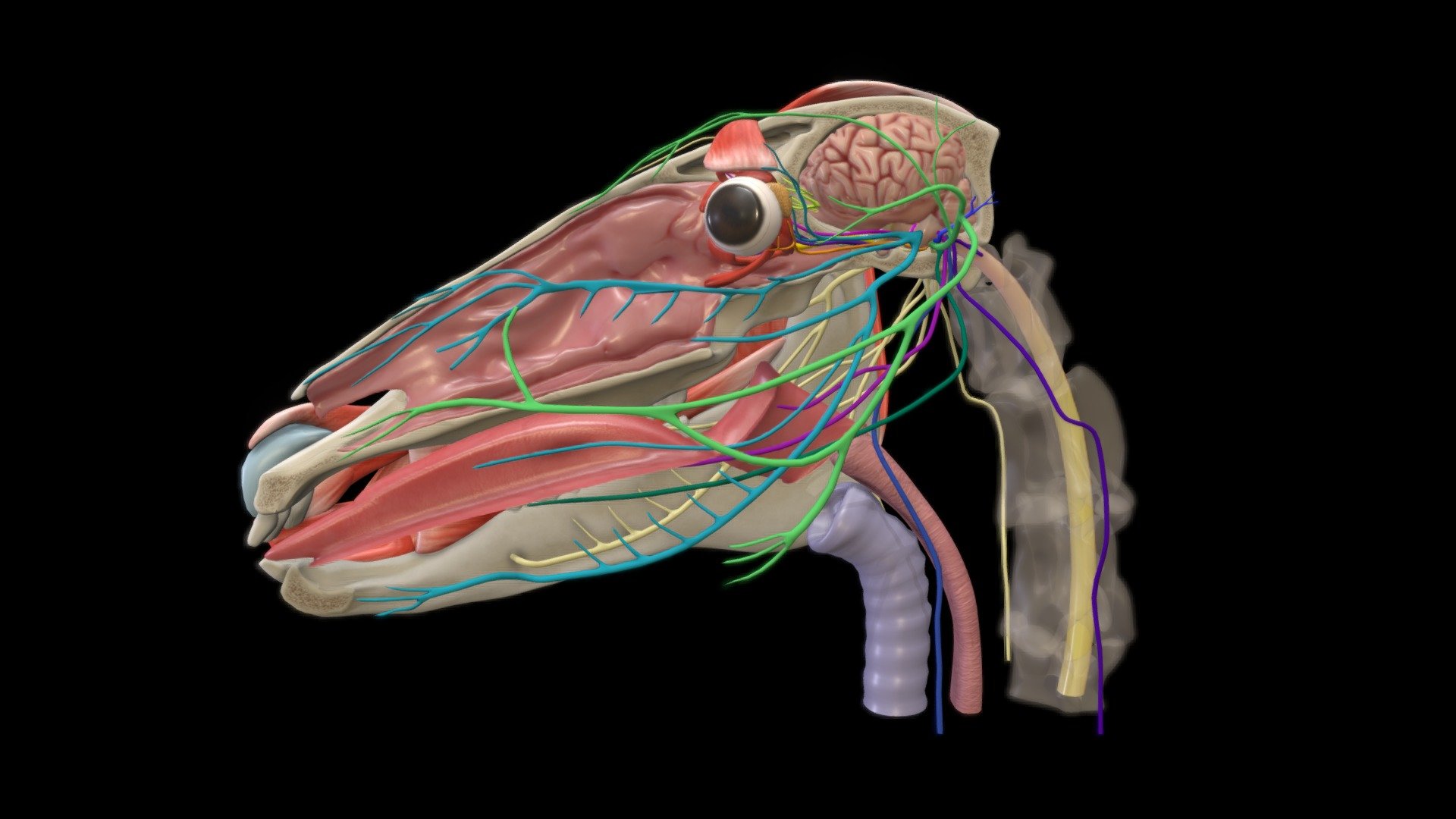 Equine Cranial Nerves Model Part II - 3D model by ERC (@ERC) [179db4c