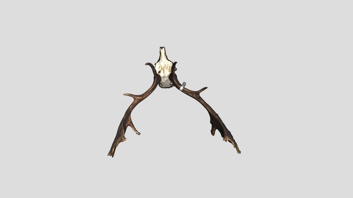 Deer Antlers 3D Model