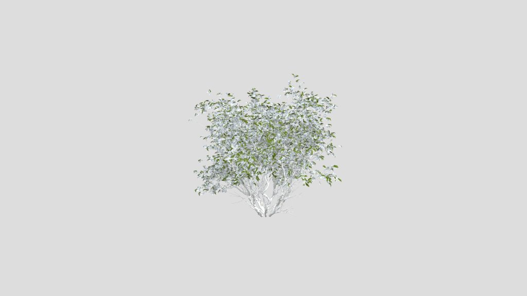 Indoor Plant Amelanchier Lamarcki