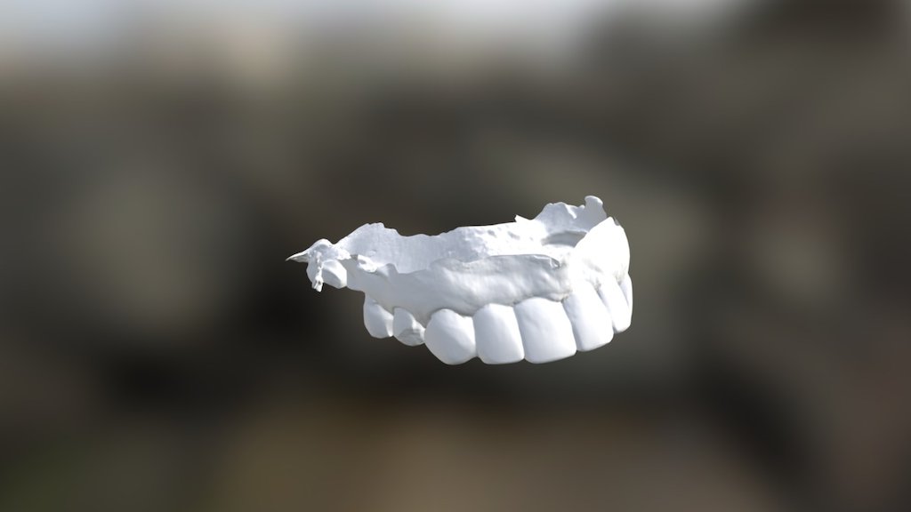 Sue Upper Jaw
