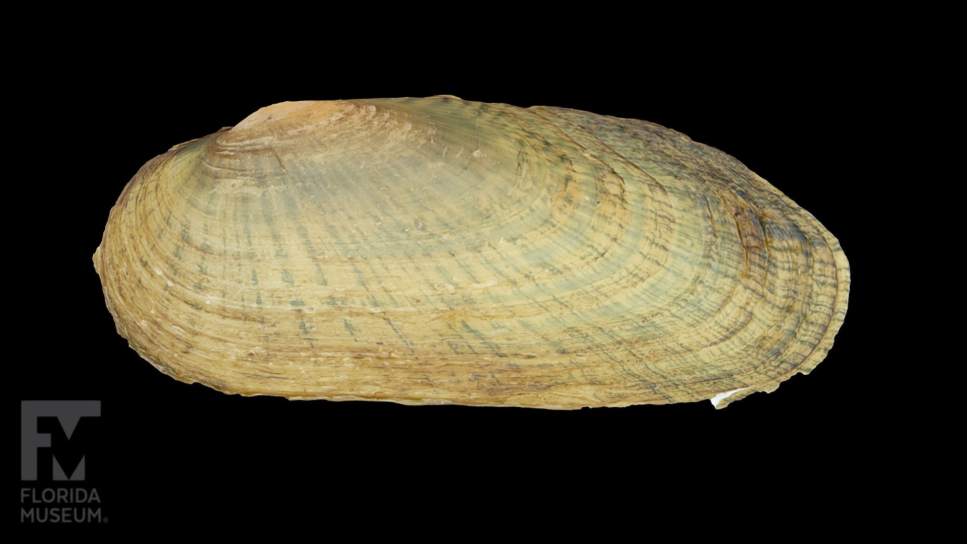 Cumberland moccasinshell Freshwater Mussel 3D model by