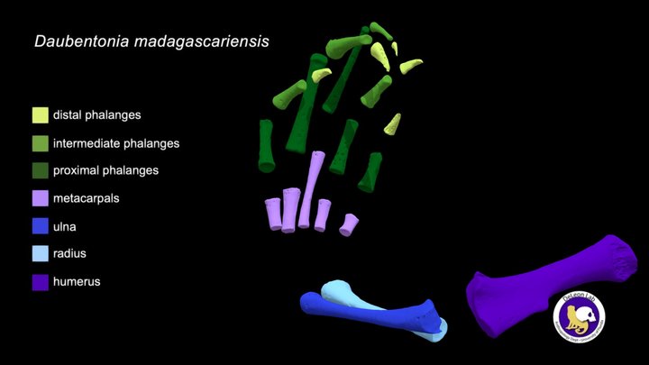 Daubentonia madagascariensis Newborn – Right Arm 3D Model