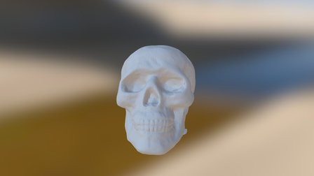 Skull 3D Model