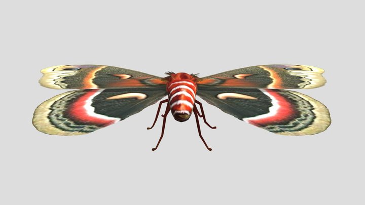 Animales Invertebrados (Artrópodos)