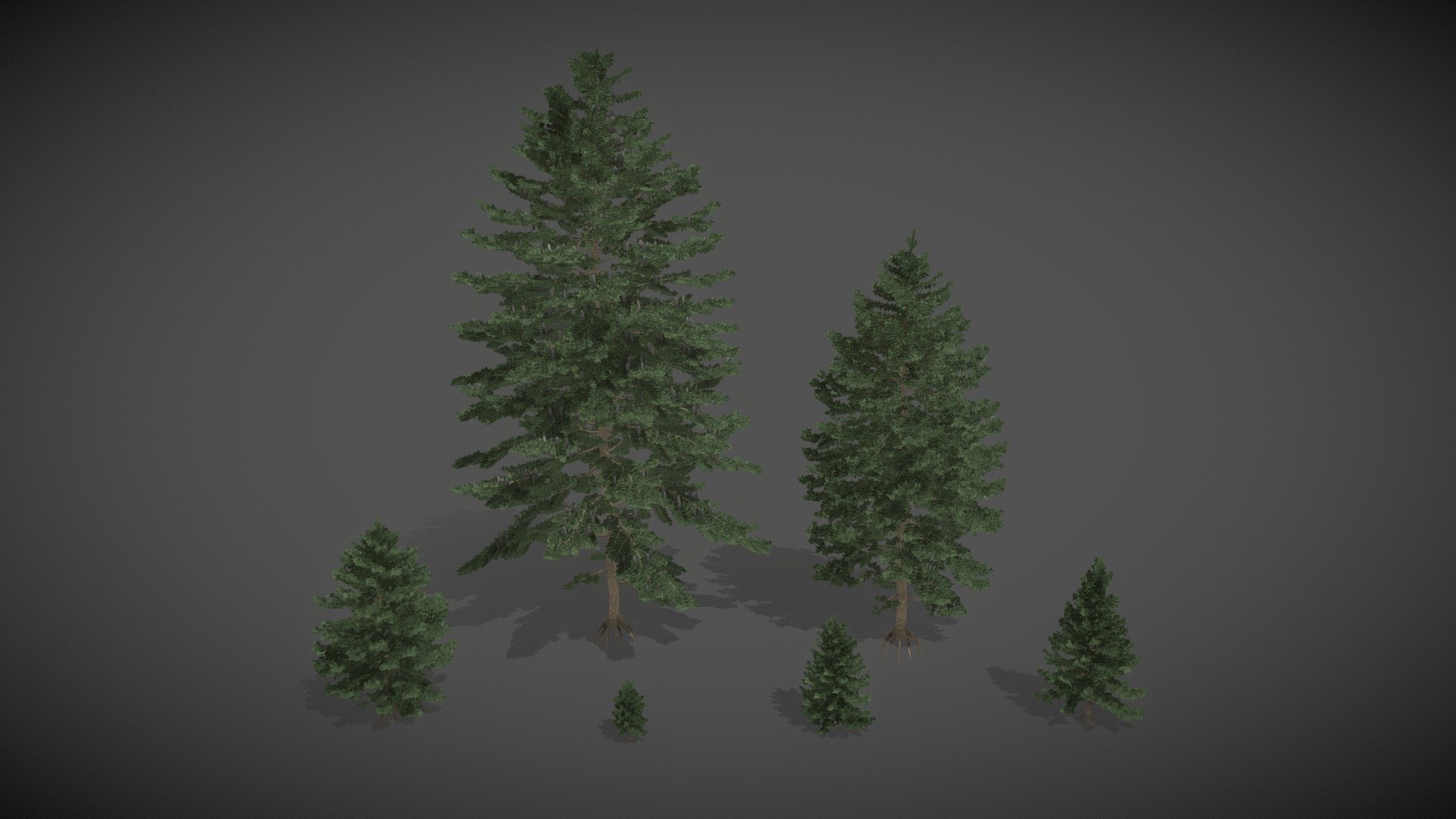 JA01 Abies Homolepis (Nikko Fir) - Buy Royalty Free 3D model by xfrog ...