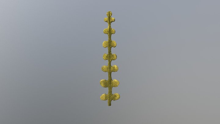 Piece of Seaweed 3D Model