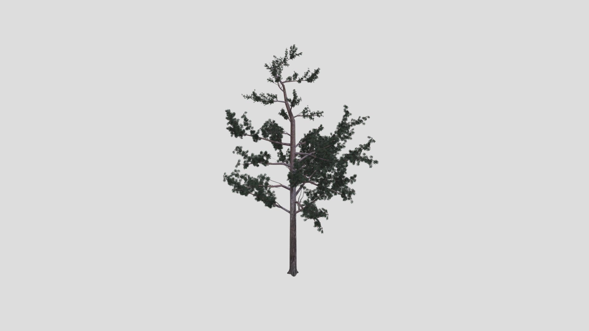 pine tree - Download Free 3D model by mazaa-k (@mazaa.kaukiainen ...