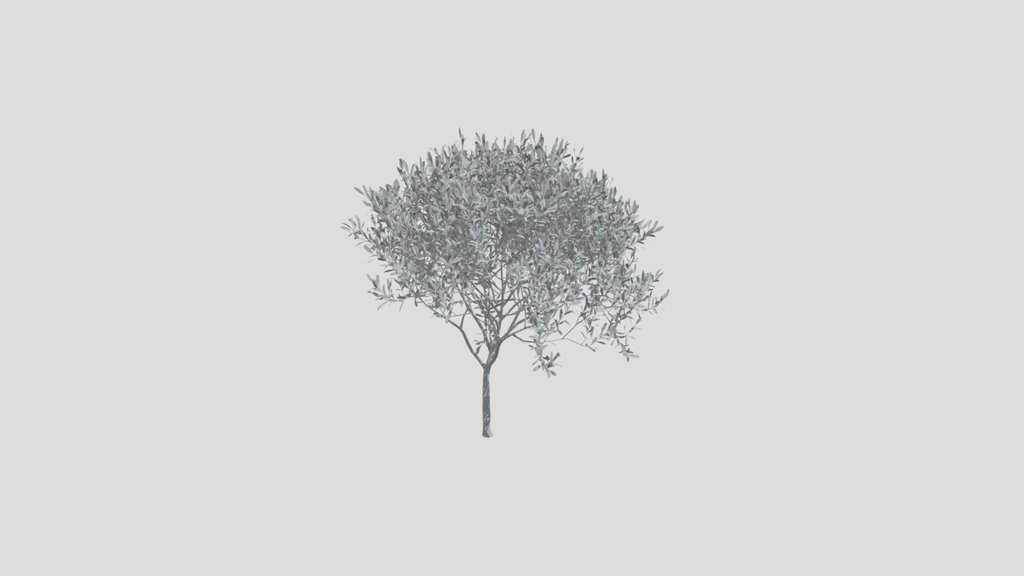 Olive Tree City Young