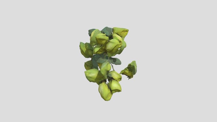 Tree_with_ Seed_ Pods_0327165237_texture 3D Model