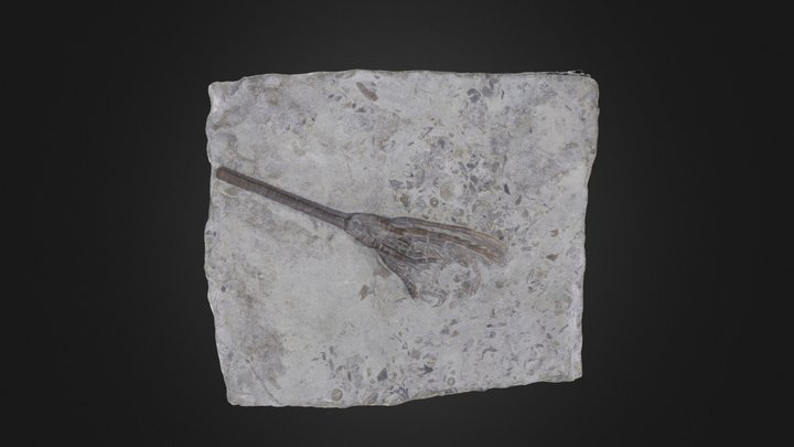 Crinoid: Daedalocrinus sp. (PRI 49826) – Free 3D Model STL