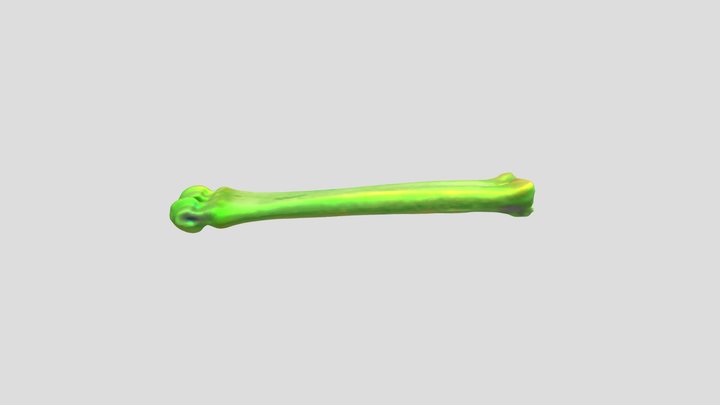 Comparison of Goat Bones 3D Model