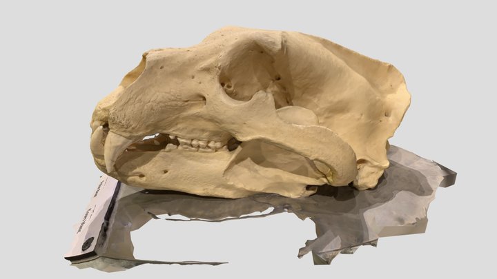 Polar bear skull 3D Model