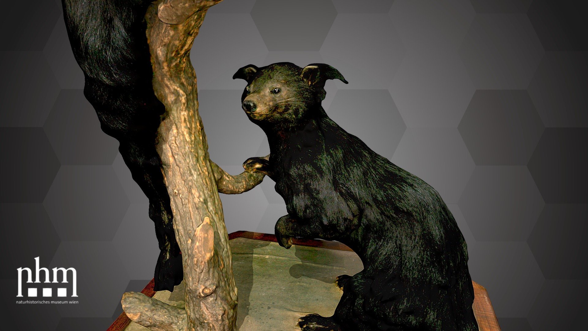 Binturongs (NHMW-Zoo-MAMM ST525) - Download Free 3D model by Natural  History Museum Vienna (@NHMWien) [17cebda]