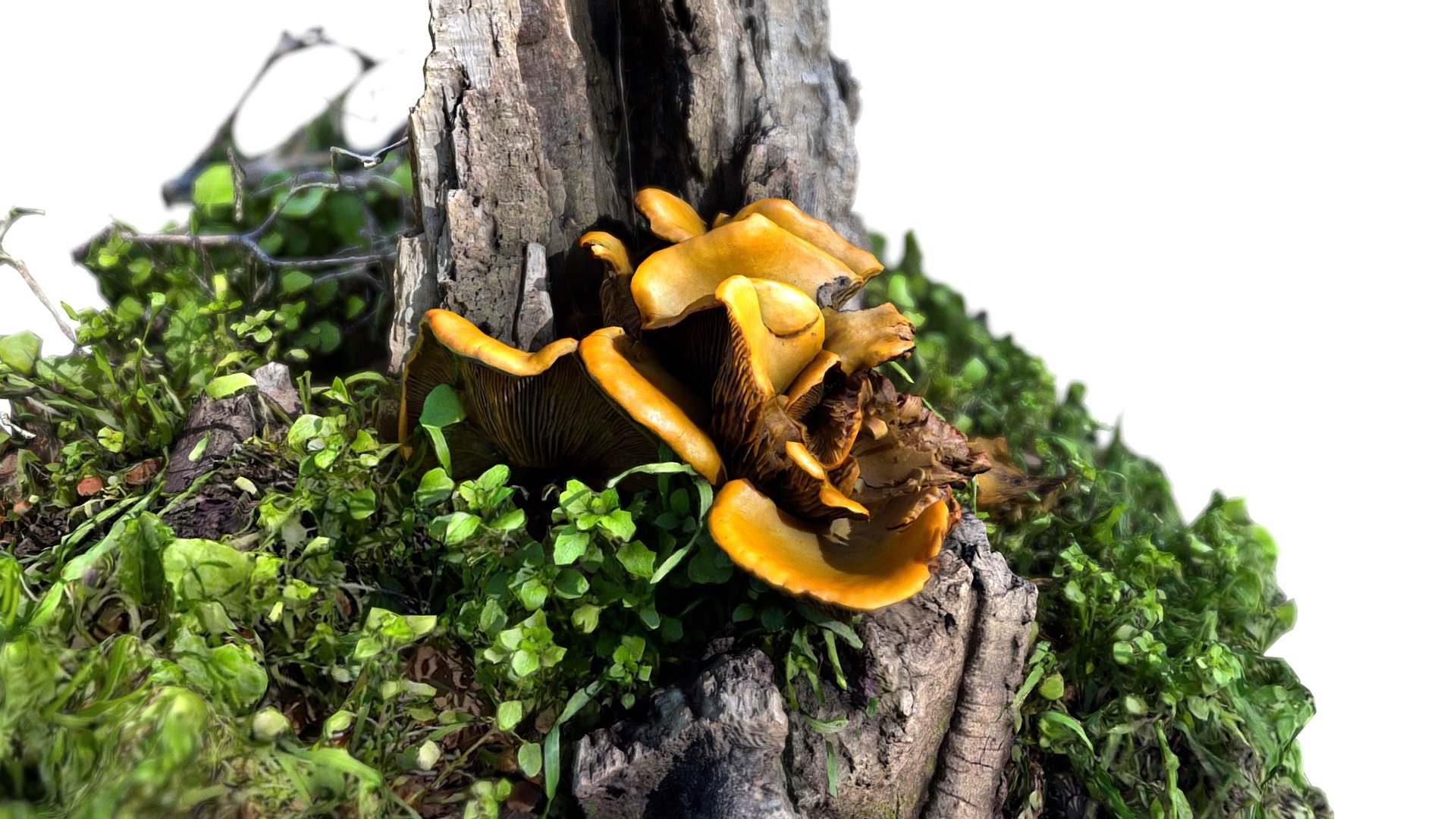 44: Mushroom