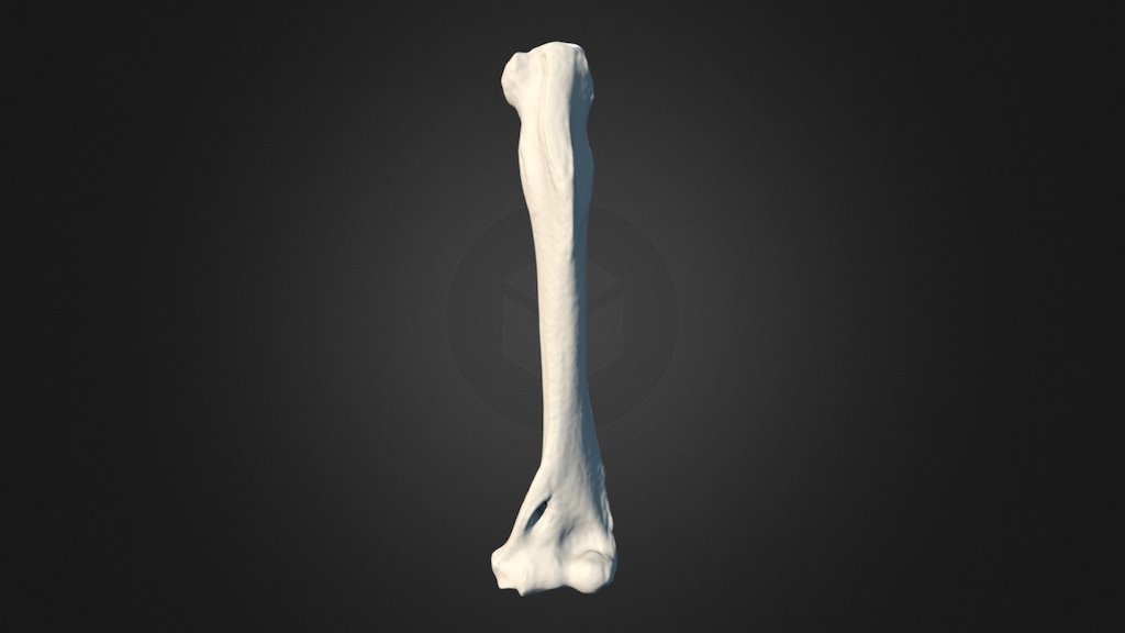 Geoffroy's Tamarin Left Humerus - 3D model by UNCG Imaging Lab ...