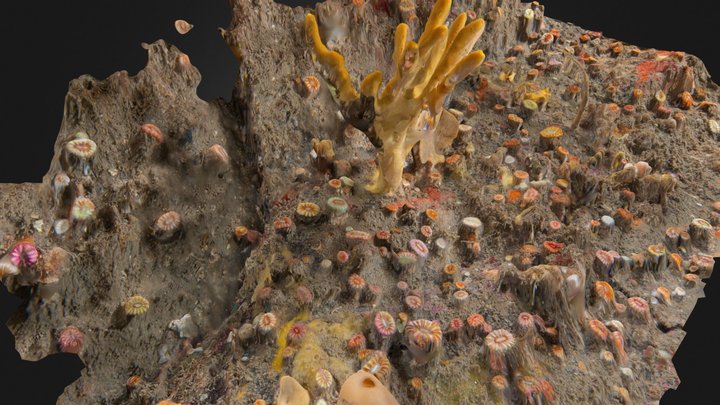 Devonshire cup coral (Caryophyllia smithii) 3D Model